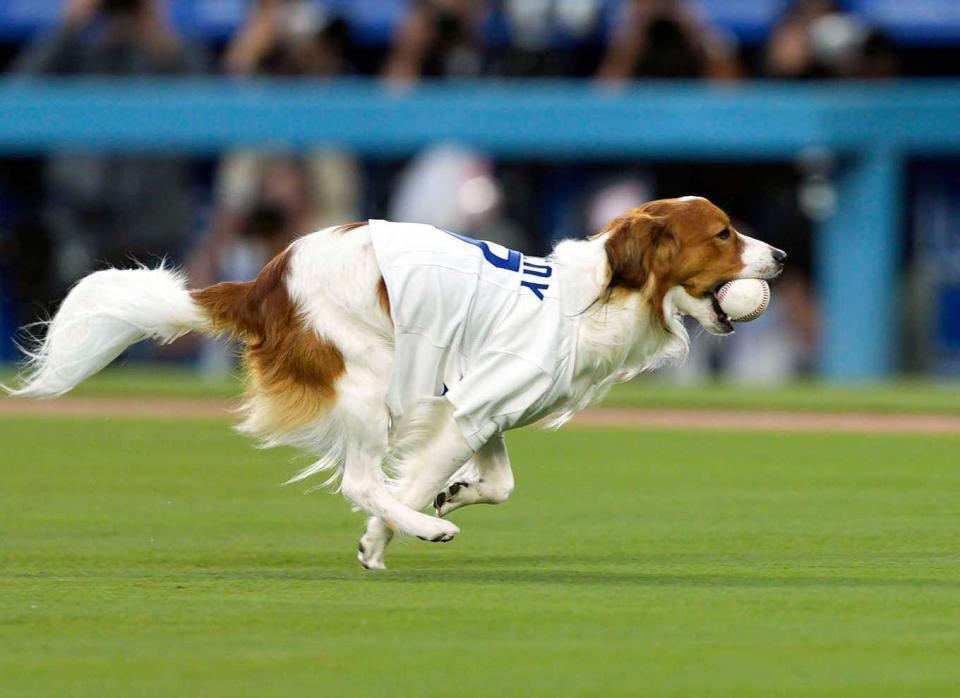 　“始球式”を行う大谷の愛犬デコピン（共同）