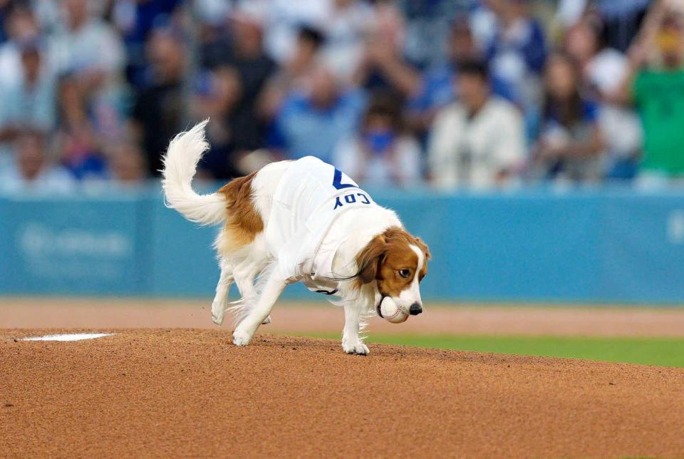 オリオールズ戦で“始球式”を行うドジャース・大谷の愛犬デコピン＝ロサンゼルス（共同）