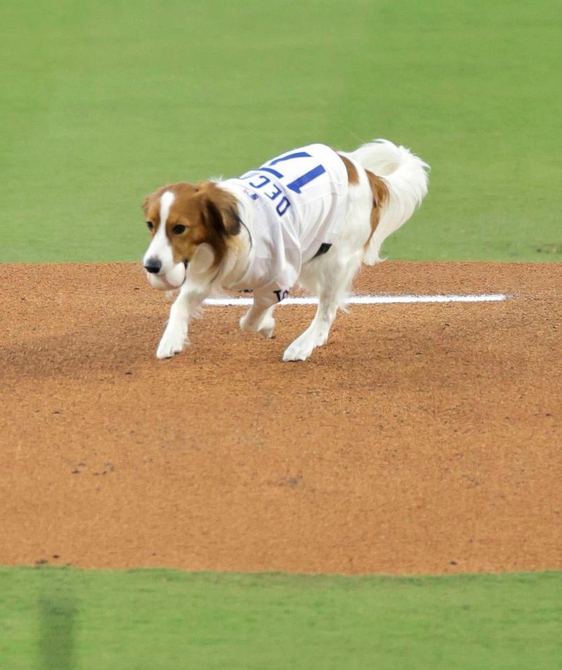 オリオールズ戦で“始球式”を行うドジャース・大谷の愛犬デコピン＝ロサンゼルス（共同）