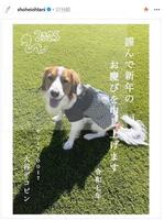 　愛犬デコピンの写真の年賀状。大谷翔平のインスタグラム（ｓｈｏｈｅｉｏｈｔａｎｉ）より