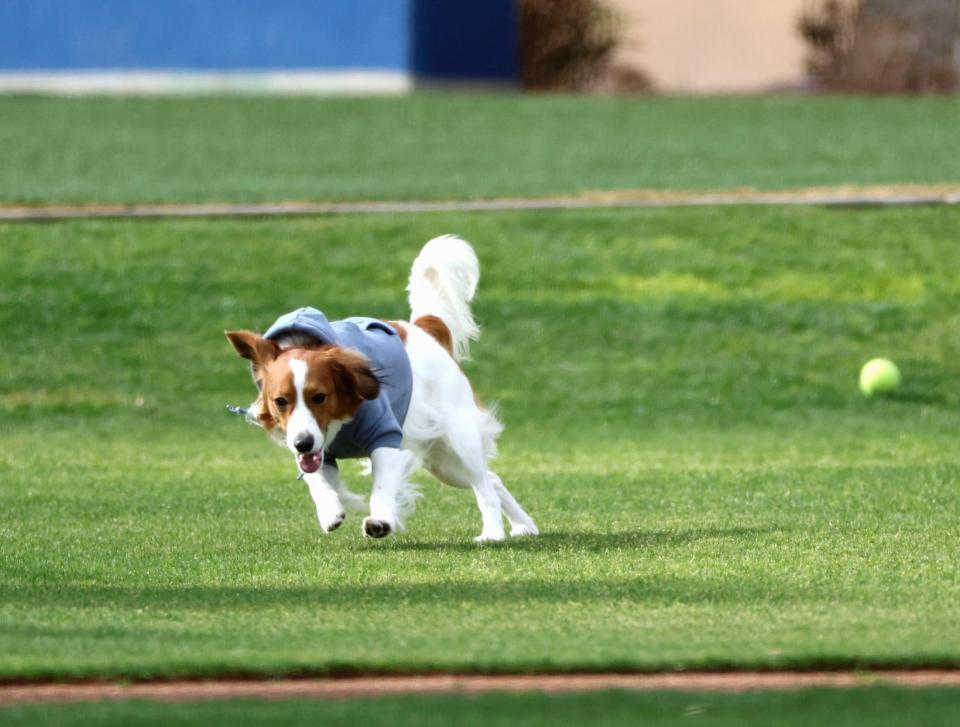 　ドジャースの球団施設で走る大谷の愛犬デコピン（共同）