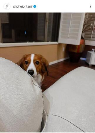 　大谷翔平のインスタグラム（ｓｈｏｈｅｉｏｈｔａｎｉ）より