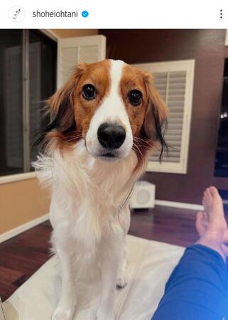 　大谷翔平のインスタグラム（ｓｈｏｈｅｉｏｈｔａｎｉ）より