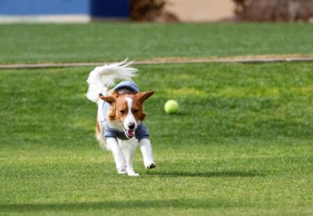 　ドジャースの球団施設で走る大谷の愛犬デコピン＝９日（共同）
