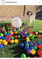 　大谷翔平のインスタグラム＠ＳｈｏｈｅｉＯｈｔａｎｉから