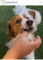 　大谷翔平のインスタグラム＠ＳｈｏｈｅｉＯｈｔａｎｉから