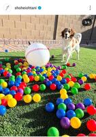 　ドジャース・大谷のインスタグラム（＠ｓｈｏｈｅｉｏｈｔａｎｉ）から