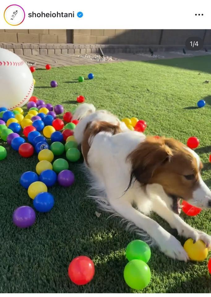 　大谷翔平のインスタグラム＠ＳｈｏｈｅｉＯｈｔａｎｉから