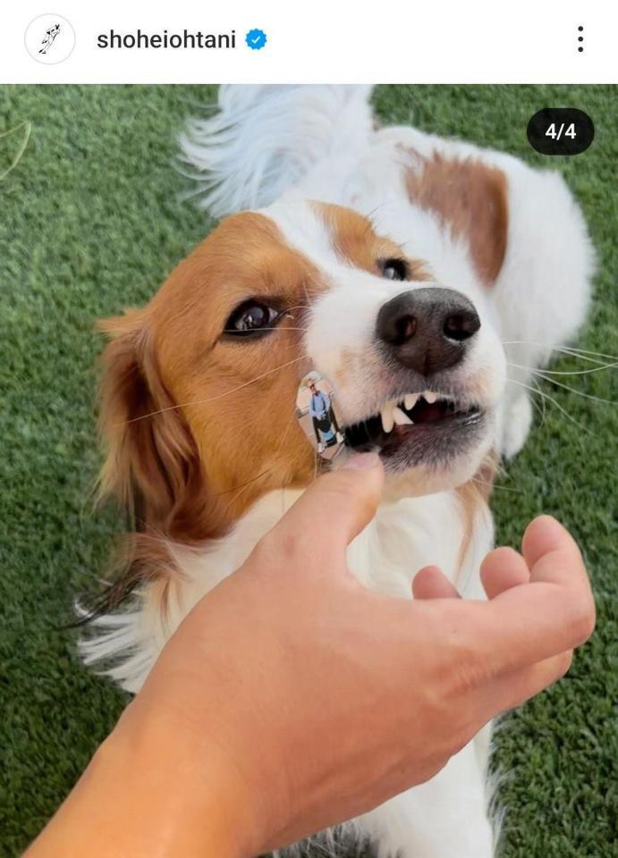 　ドジャース・大谷のインスタグラム（＠ｓｈｏｈｅｉｏｈｔａｎｉ）から