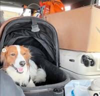 　移動する車には眠たそうなデコピンが。帰国を報告した大谷翔平のインスタグラム＠ｓｈｏｈｅｉｏｈｔａｎｉより