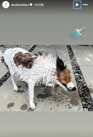 　大谷翔平のインスタグラム（ｓｈｏｈｅｉｏｈｔａｎｉ）より