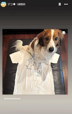 　前田健太のイラストＴシャツに座るデコピン。大谷翔平のインスタグラム（ｓｈｏｈｅｉｏｈｔａｎｉ）より