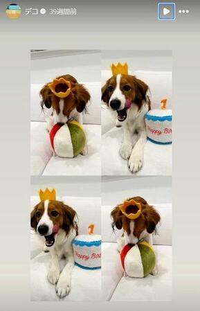 　誕生日をお祝いされるデコピン。大谷翔平のインスタグラム（ｓｈｏｈｅｉｏｈｔａｎｉ）より