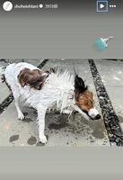 　大谷翔平のインスタグラム（ｓｈｏｈｅｉｏｈｔａｎｉ）より