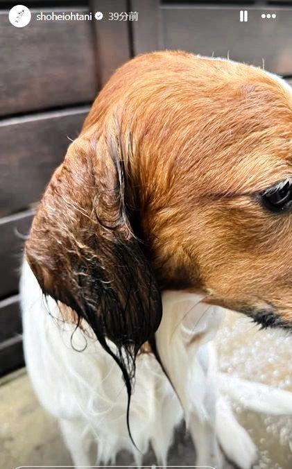 　大谷翔平のインスタグラム（ｓｈｏｈｅｉｏｈｔａｎｉ）より