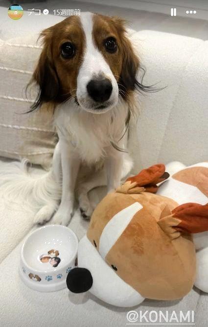 　ＫＯＮＡＭＩからのプレゼントを前にするデコピン。大谷翔平のインスタグラム（ｓｈｏｈｅｉｏｈｔａｎｉ）より