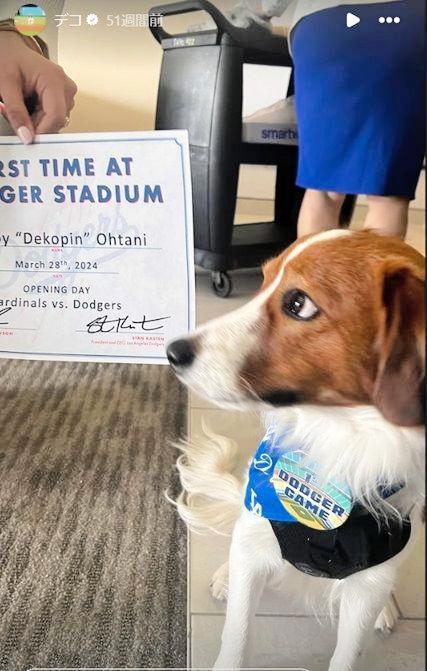 　ドジャースタジアムで観戦したデコピン。大谷翔平のインスタグラム（ｓｈｏｈｅｉｏｈｔａｎｉ）より