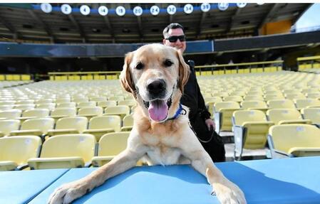 　大谷が練習中に可愛がっていたセキュリティー犬（ジョン・スーフー／ドジャース提供）