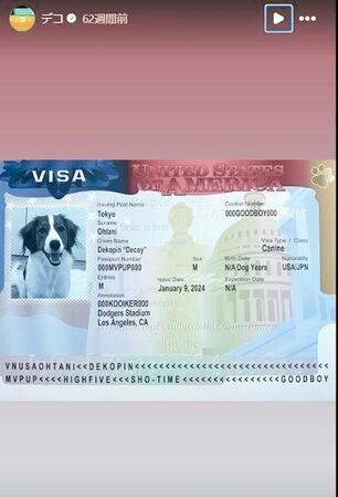 　デコピンのために作成されたビザ。大谷翔平のインスタグラム（ｓｈｏｈｅｉｏｈｔａｎｉ）より