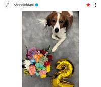 　大谷翔平のインスタグラム（ｓｈｏｈｅｉｏｈｔａｎｉ）より