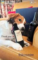 　ワインをかじるデコピン。大谷翔平のインスタグラム（ｓｈｏｈｅｉｏｈｔａｎｉ）より