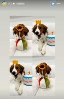 　誕生日をお祝いされるデコピン。大谷翔平のインスタグラム（ｓｈｏｈｅｉｏｈｔａｎｉ）より