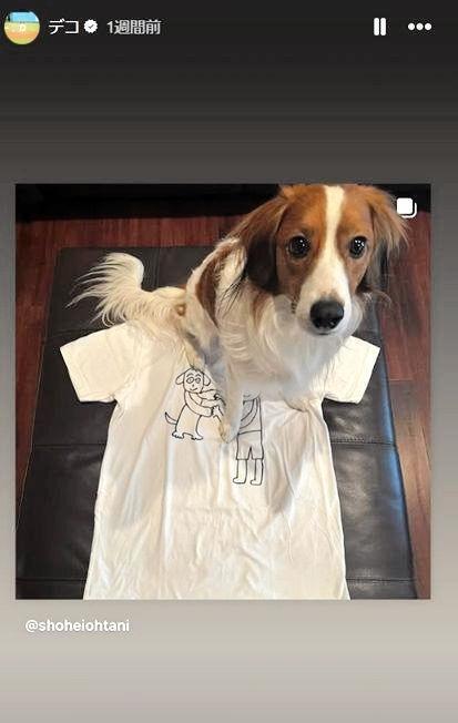 　前田健太のイラストＴシャツに座るデコピン。大谷翔平のインスタグラム（ｓｈｏｈｅｉｏｈｔａｎｉ）より