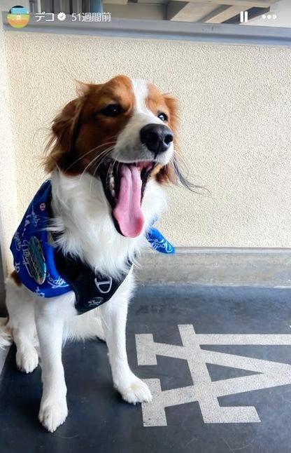 　ドジャースタジアムを訪れたデコピン。大谷翔平のインスタグラム（ｓｈｏｈｅｉｏｈｔａｎｉ）より