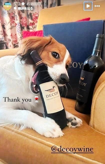 　ワインをかじるデコピン。大谷翔平のインスタグラム（ｓｈｏｈｅｉｏｈｔａｎｉ）より