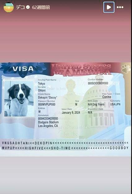 　デコピンのために作成されたビザ。大谷翔平のインスタグラム（ｓｈｏｈｅｉｏｈｔａｎｉ）より