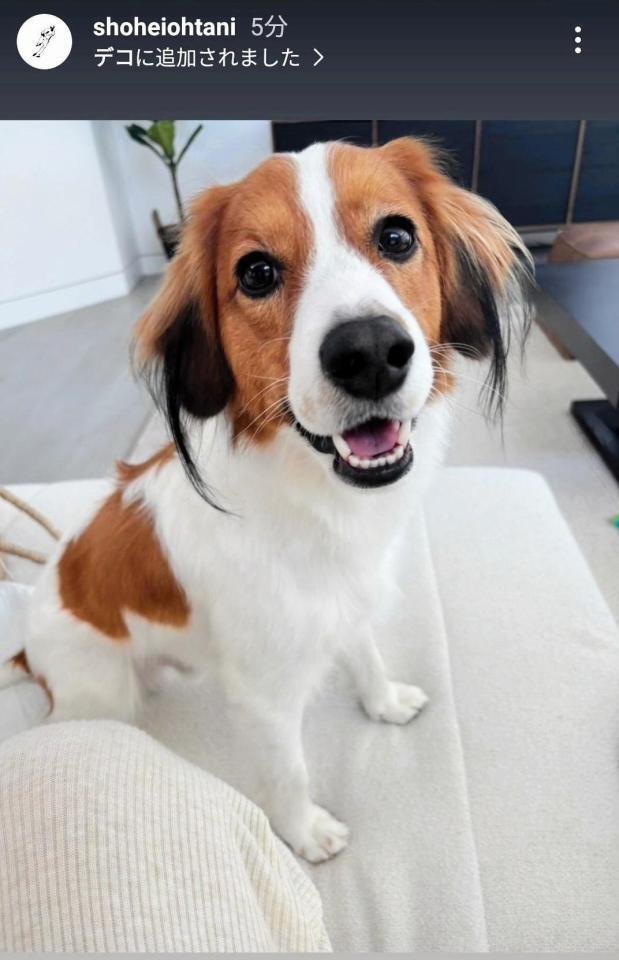 　大谷翔平のインスタグラム（＠ｓｈｏｈｅｉｏｈｔａｎｉ）から