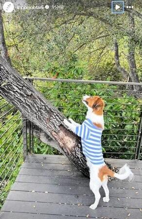 　大谷翔平のインスタグラム（ｓｈｏｈｅｉｏｈｔａｎｉ）より