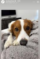 　大谷翔平インスタグラム（ｓｈｏｈｅｉｏｈｔａｎｉ）ストーリーズより