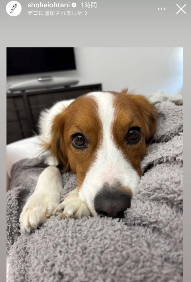 　大谷翔平インスタグラム（ｓｈｏｈｅｉｏｈｔａｎｉ）ストーリーズより