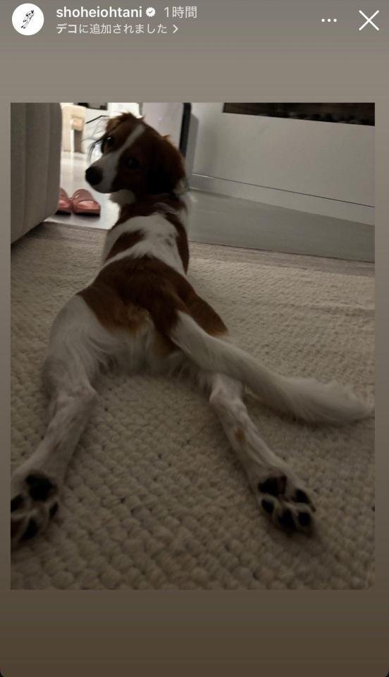 　大谷翔平インスタグラム（ｓｈｏｈｅｉｏｈｔａｎｉ）ストーリーズより