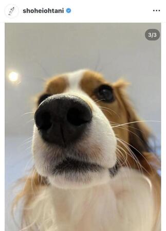 大谷翔平のインスタグラム（＠ｓｈｏｈｅｉｏｈｔａｎｉ）から