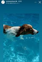 　大谷翔平インスタグラム（ｓｈｏｈｅｉｏｈｔａｎｉ）ストーリーズより