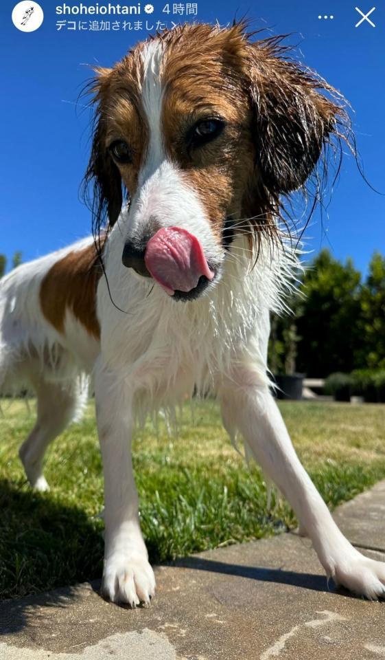 　大谷翔平インスタグラム（ｓｈｏｈｅｉｏｈｔａｎｉ）ストーリーズより