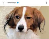 　大谷翔平のインスタグラム（ｓｈｏｈｅｉｏｈｔａｎｉ）より