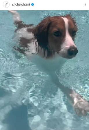 　大谷翔平のインスタグラム（ｓｈｏｈｅｉｏｈｔａｎｉ）より