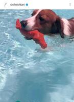 　ワニのおもちゃをくわえて泳ぐデコピン。大谷翔平のインスタグラム（ｓｈｏｈｅｉｏｈｔａｎｉ）より