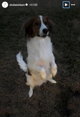 　大谷翔平のインスタグラム（ｓｈｏｈｅｉｏｈｔａｎｉ）より