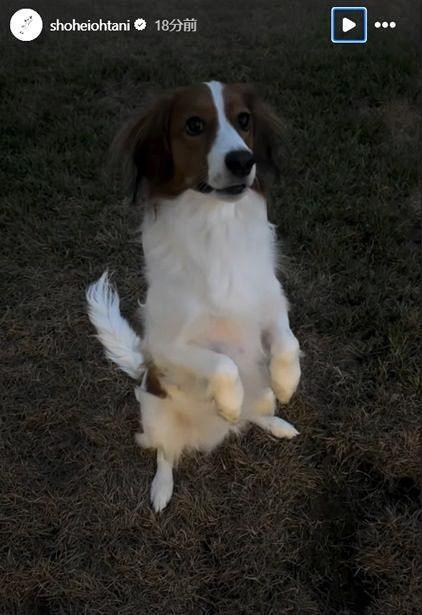 　大谷翔平のインスタグラム（ｓｈｏｈｅｉｏｈｔａｎｉ）より
