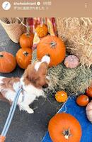 大谷翔平のインスタグラム（＠ｓｈｏｈｅｉｏｈｔａｎｉ）から