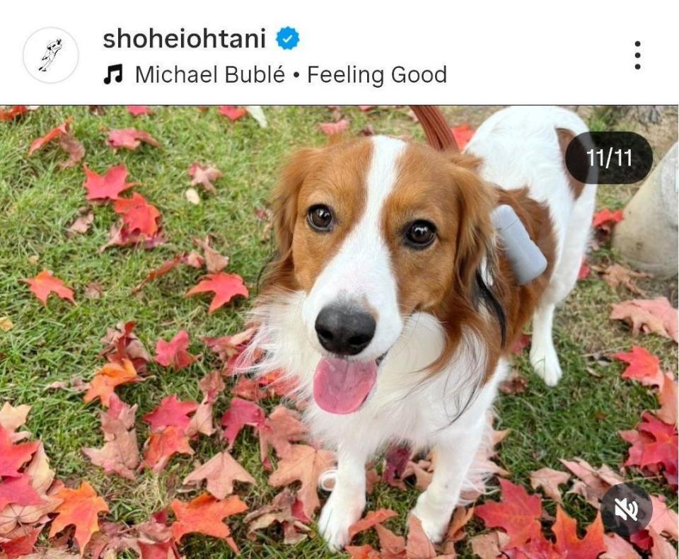 　大谷翔平のインスタグラム（＠ｓｈｏｈｅｉｏｈｔａｎｉ）から