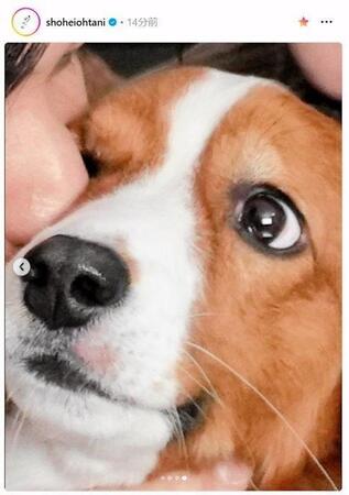 　大谷翔平のインスタグラム（ｓｈｏｈｅｉｏｈｔａｎｉ）より