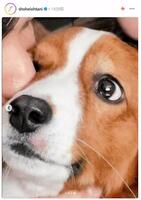 　大谷翔平のインスタグラム（ｓｈｏｈｅｉｏｈｔａｎｉ）より