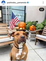 山本由伸のインスタグラム（＠ｙｏｓｈｉｎｏｂｕ＿ｙａｍａｍｏｔｏ）から