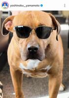 山本由伸のインスタグラム（＠ｙｏｓｈｉｎｏｂｕ＿ｙａｍａｍｏｔｏ）から