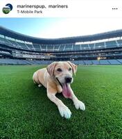 マリナーズのクラブハウス犬・タッカーのインスタグラム（ｍａｒｉｎｅｒｓｐｕｐ）より